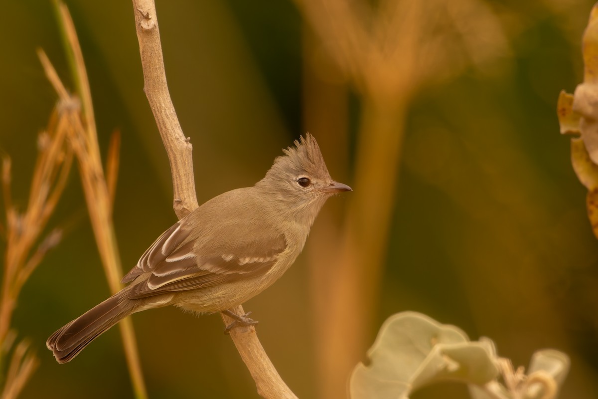 Plain-crested Elaenia - ML638482600