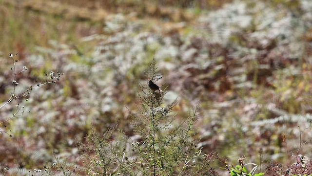 Rufous-crowned Prinia - ML638482609