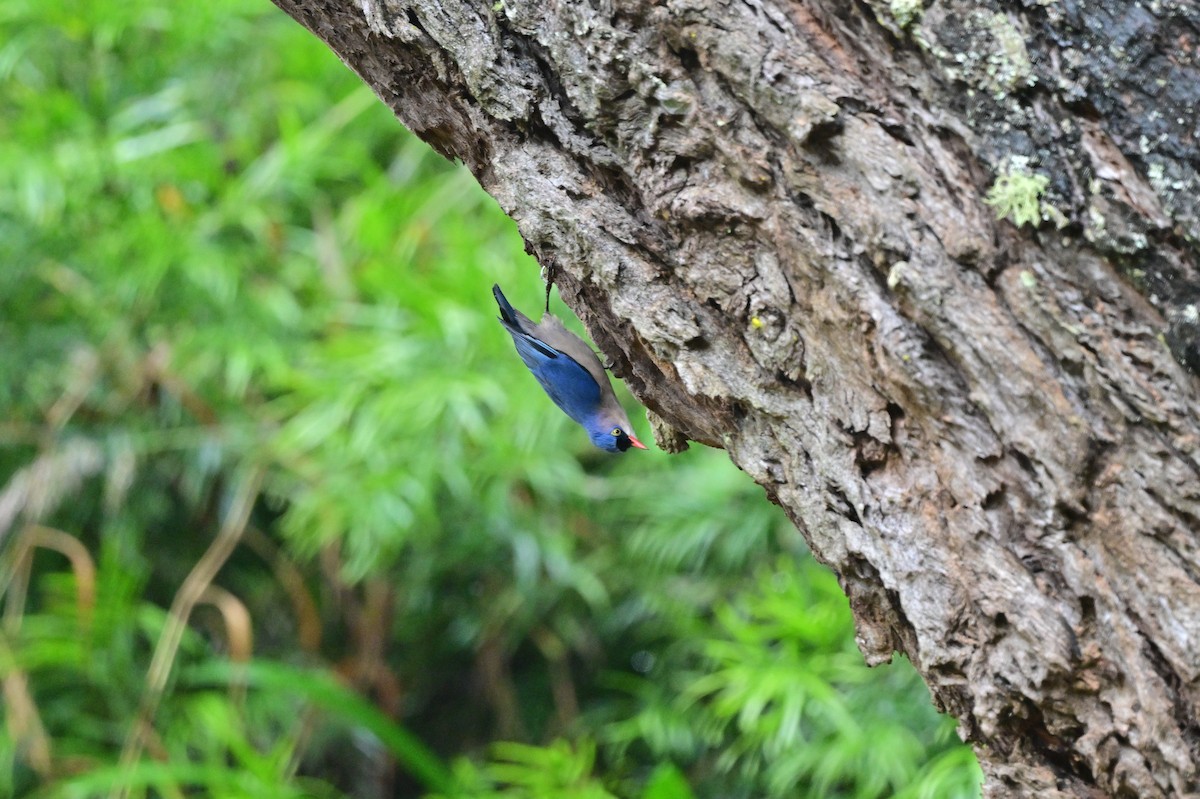 Velvet-fronted Nuthatch - ML638482619