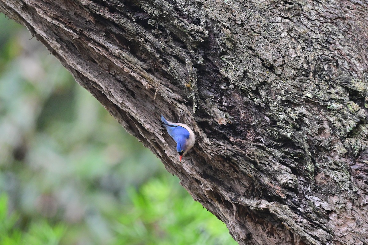 Velvet-fronted Nuthatch - ML638482622