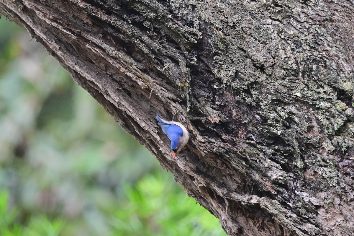 Velvet-fronted Nuthatch - ML638482623