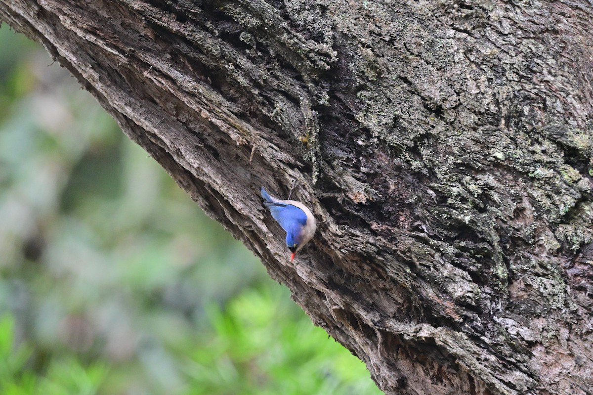 Velvet-fronted Nuthatch - ML638482624