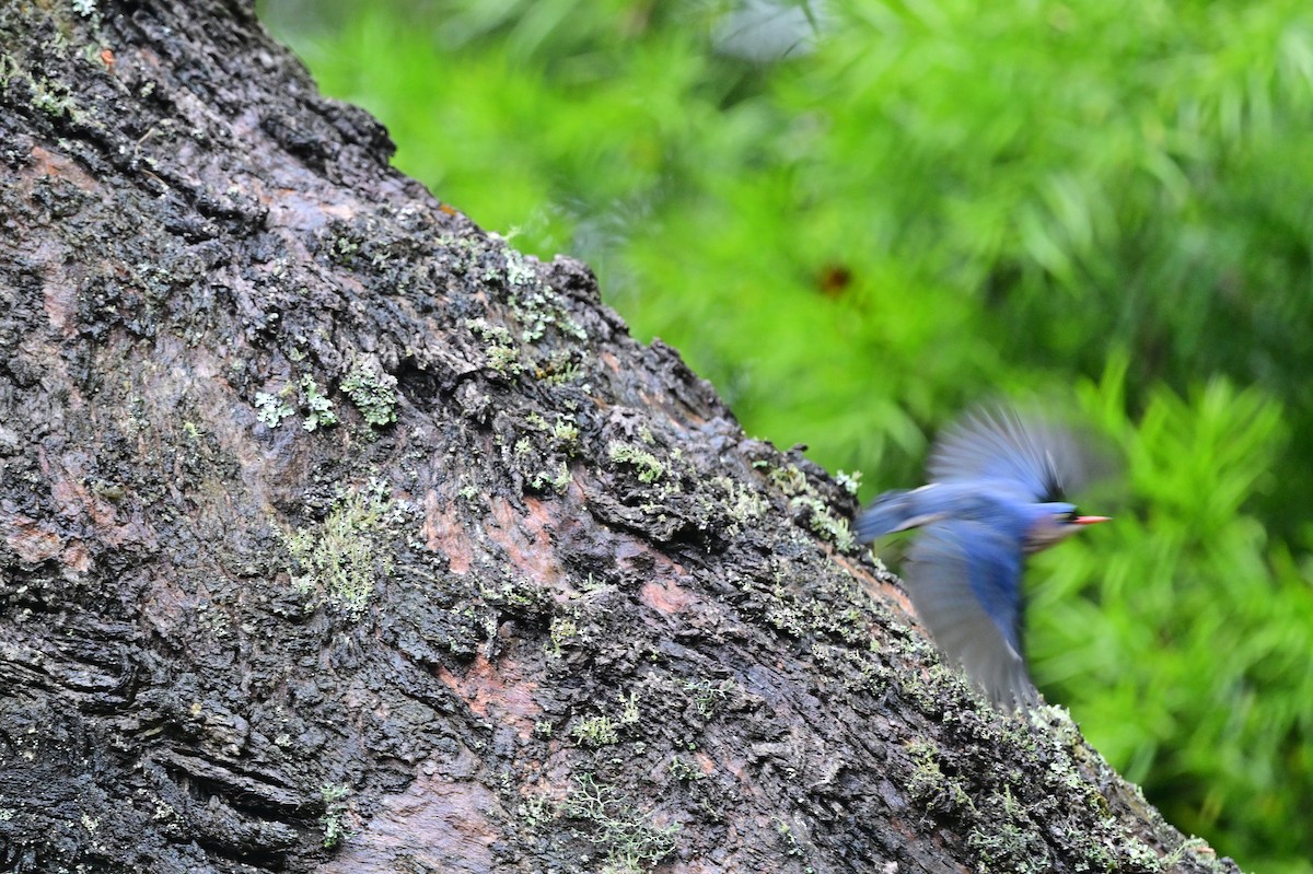 Velvet-fronted Nuthatch - ML638482625
