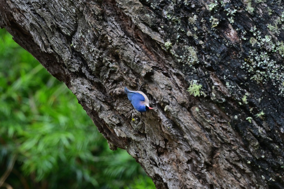 Velvet-fronted Nuthatch - ML638482626