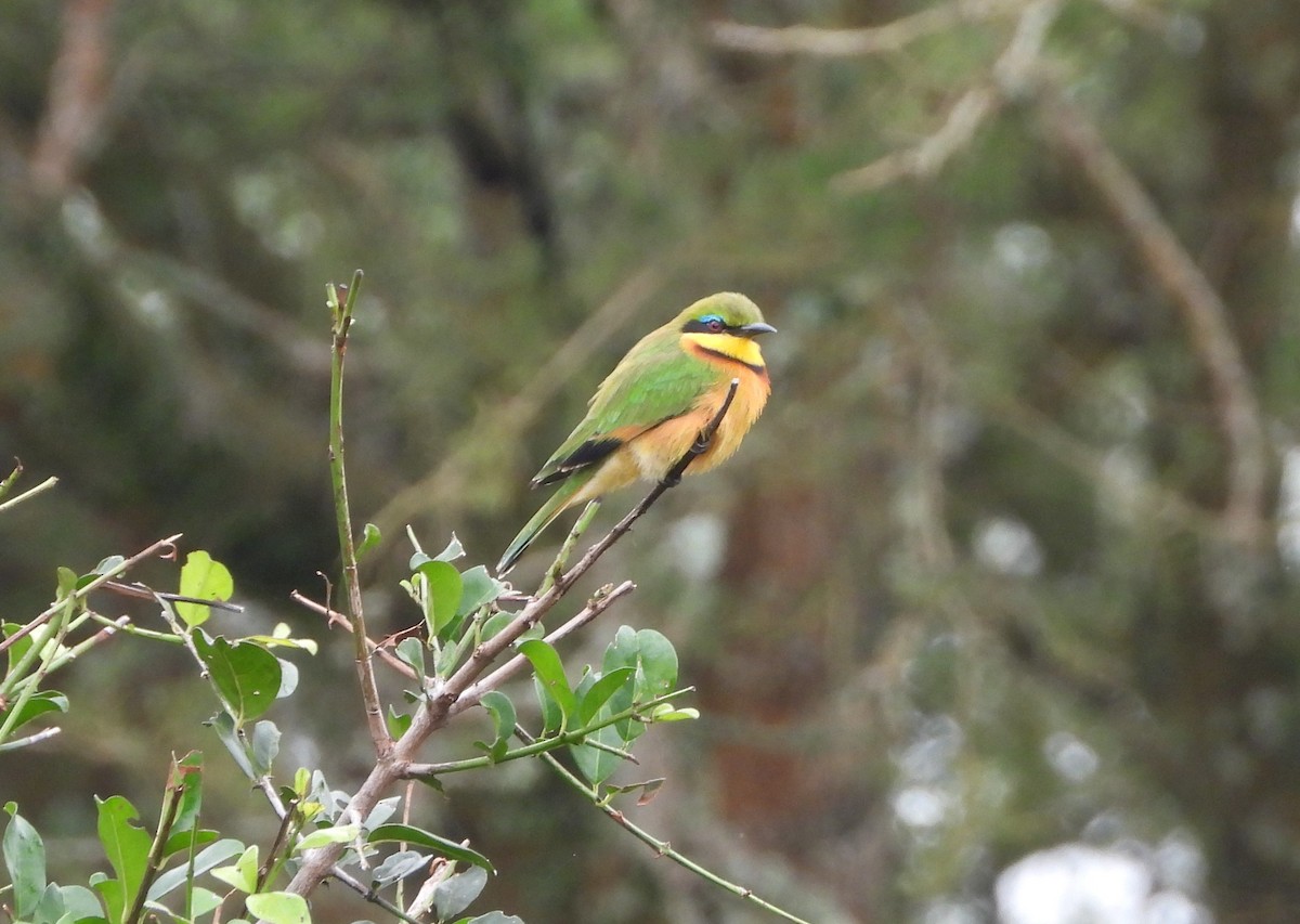 Little Bee-eater - ML638482628