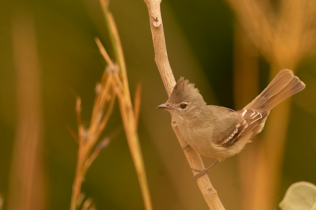 Plain-crested Elaenia - ML638482629