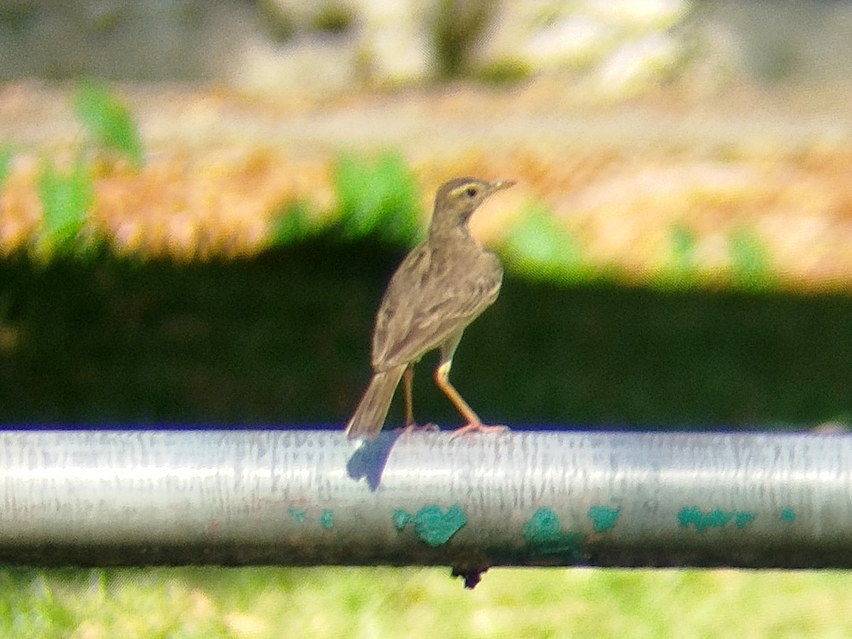 Paddyfield Pipit - ML638482631