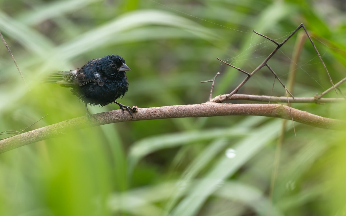 Blue-black Grassquit - ML638482644