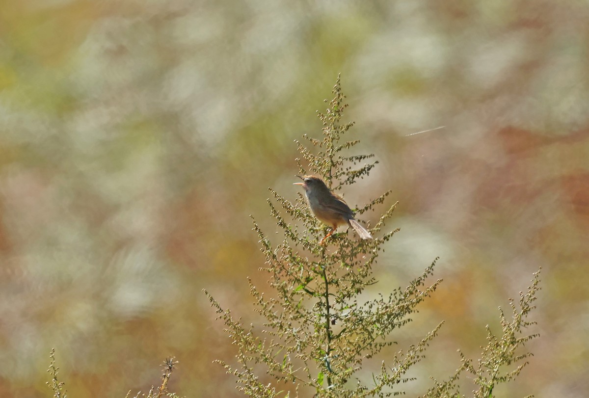 Rufous-crowned Prinia - ML638482647