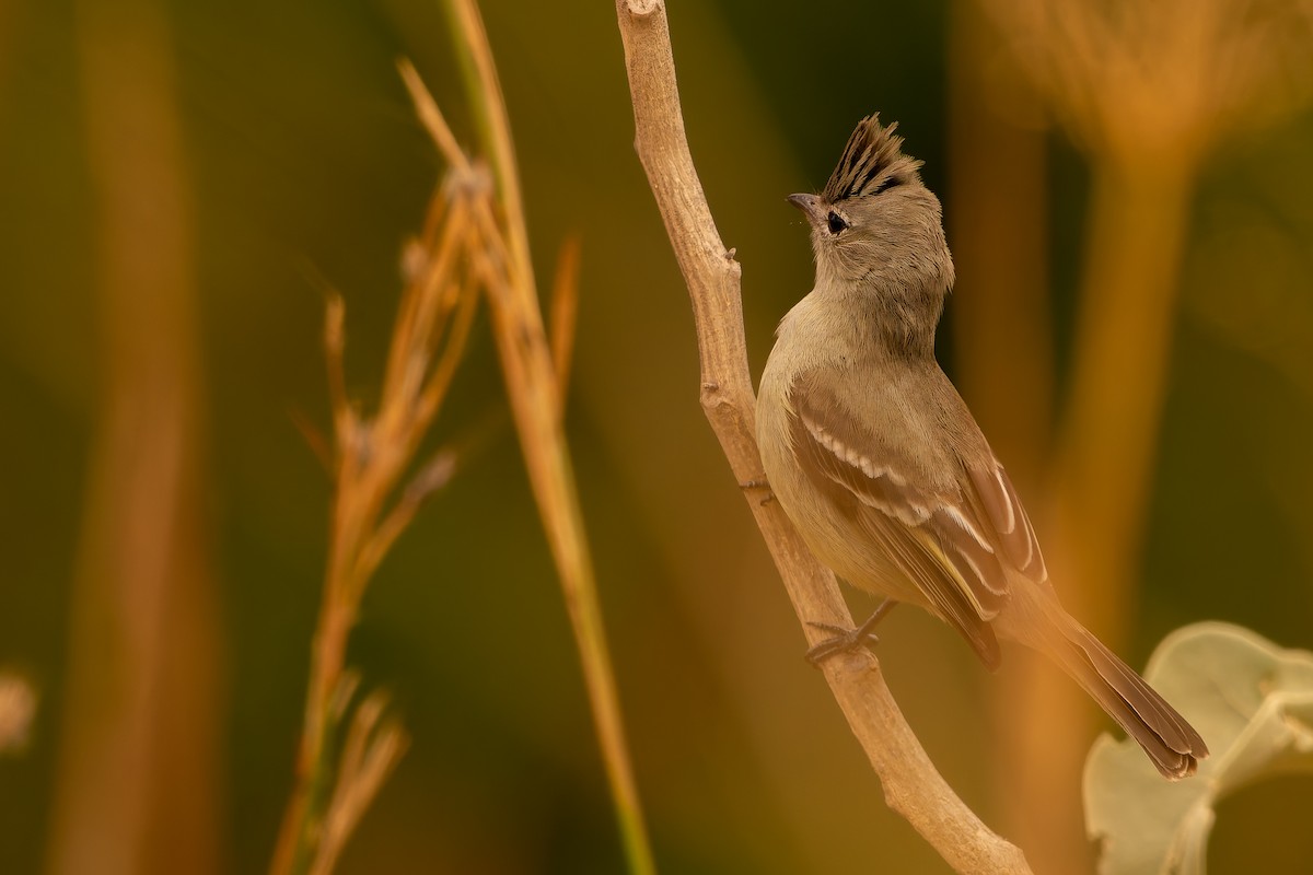 Plain-crested Elaenia - ML638482654