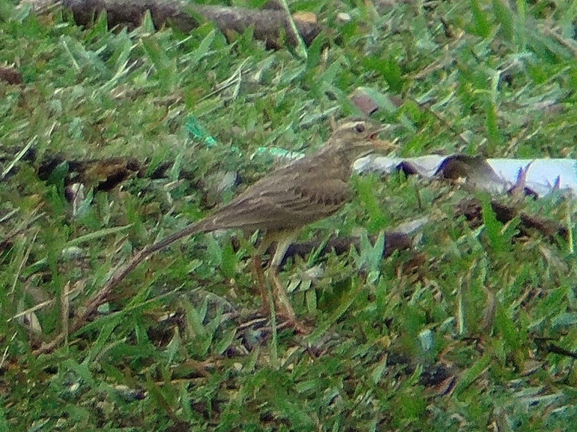Paddyfield Pipit - ML638482655