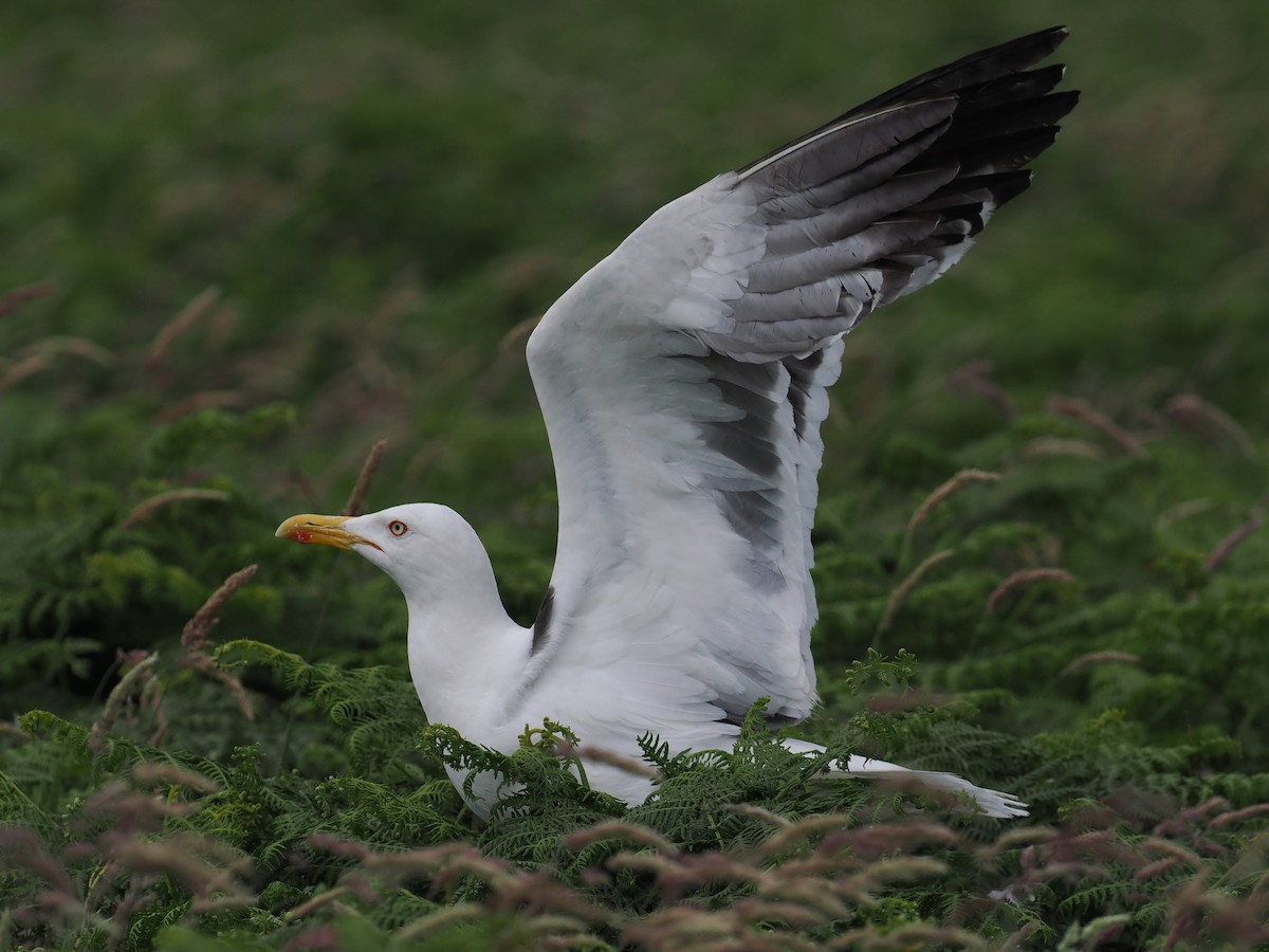 Lesser Black-backed Gull - ML638482673