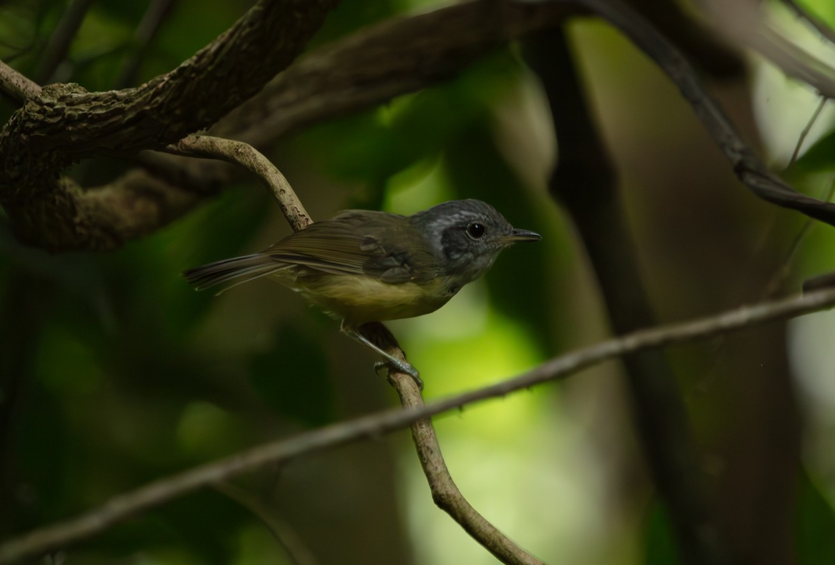Plain Antvireo - ML638482701
