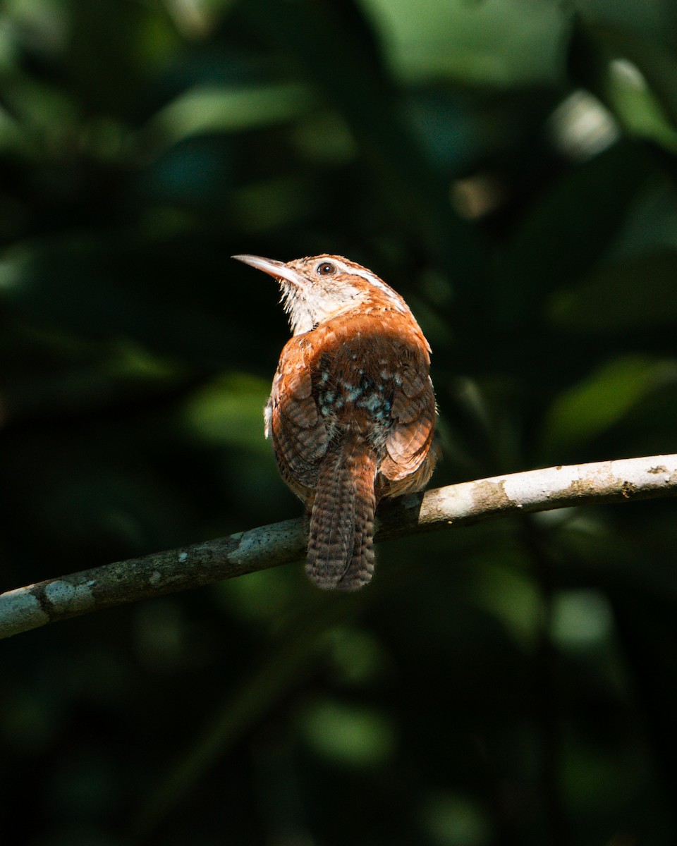 Carolina Wren - ML638482702