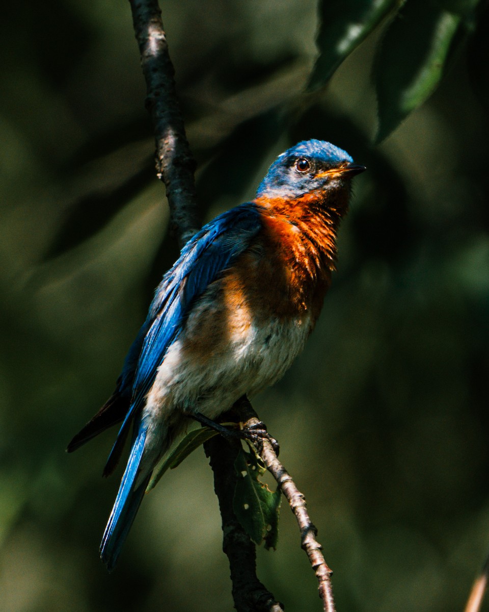 Eastern Bluebird - ML638482703