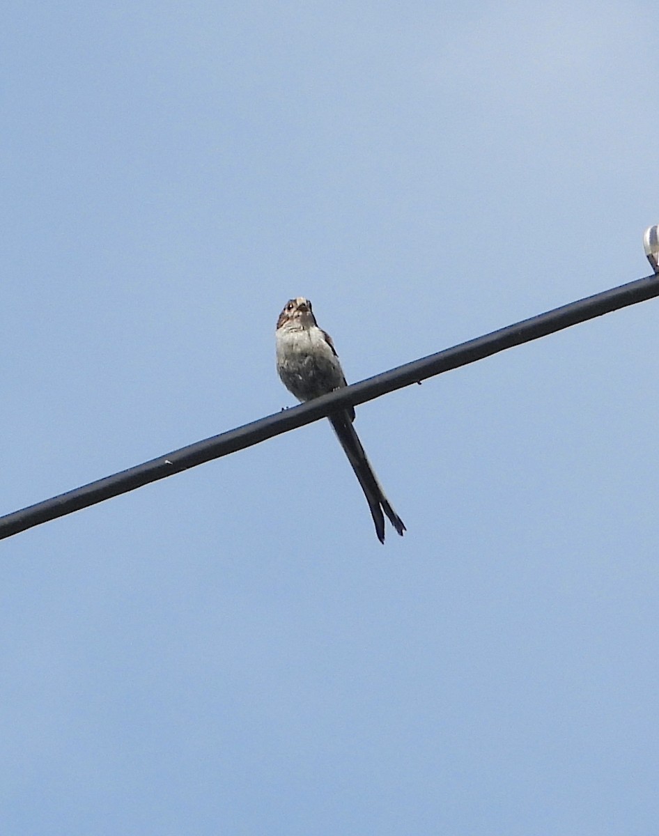 Long-tailed Tit - ML638482725