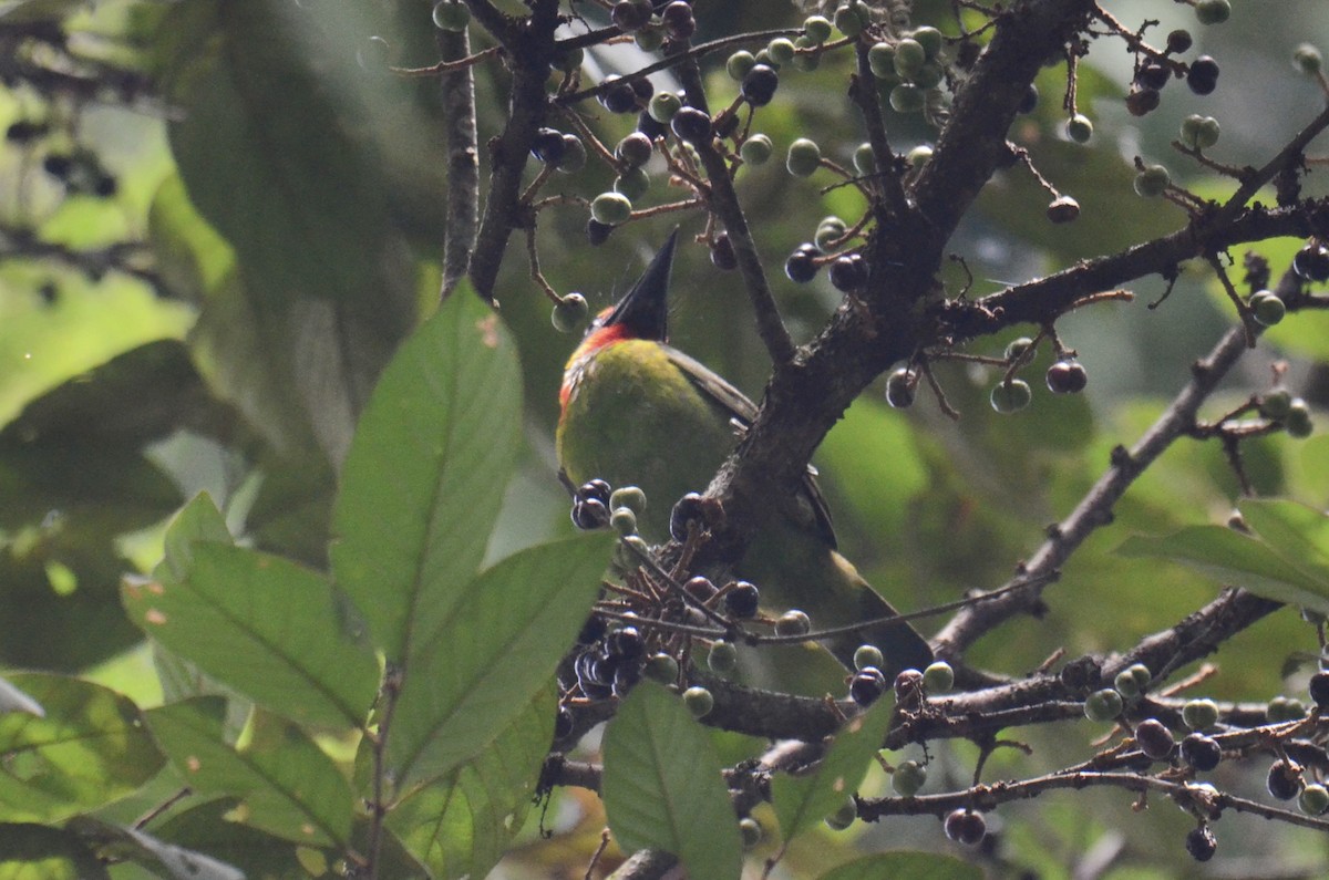 Red-throated Barbet - ML638482729