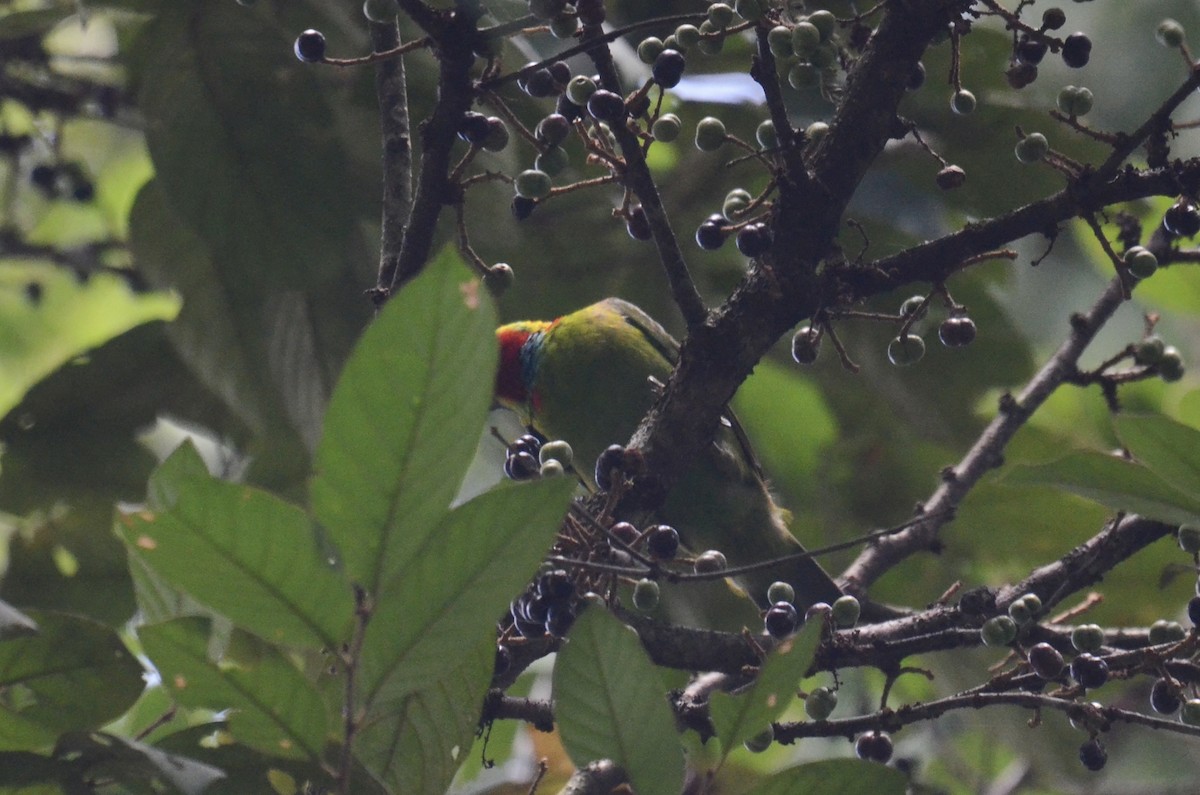 Red-throated Barbet - ML638482730
