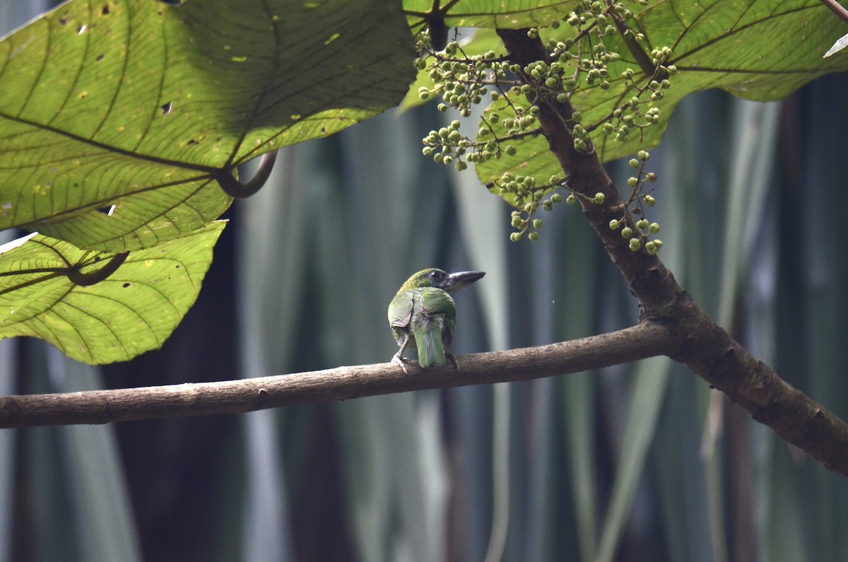 Red-throated Barbet - ML638482731