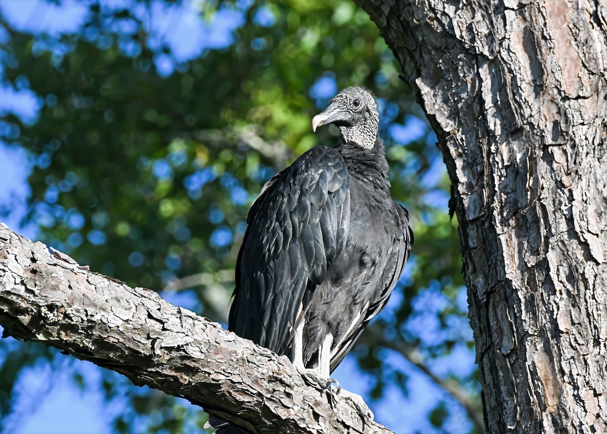 Black Vulture - ML638482742