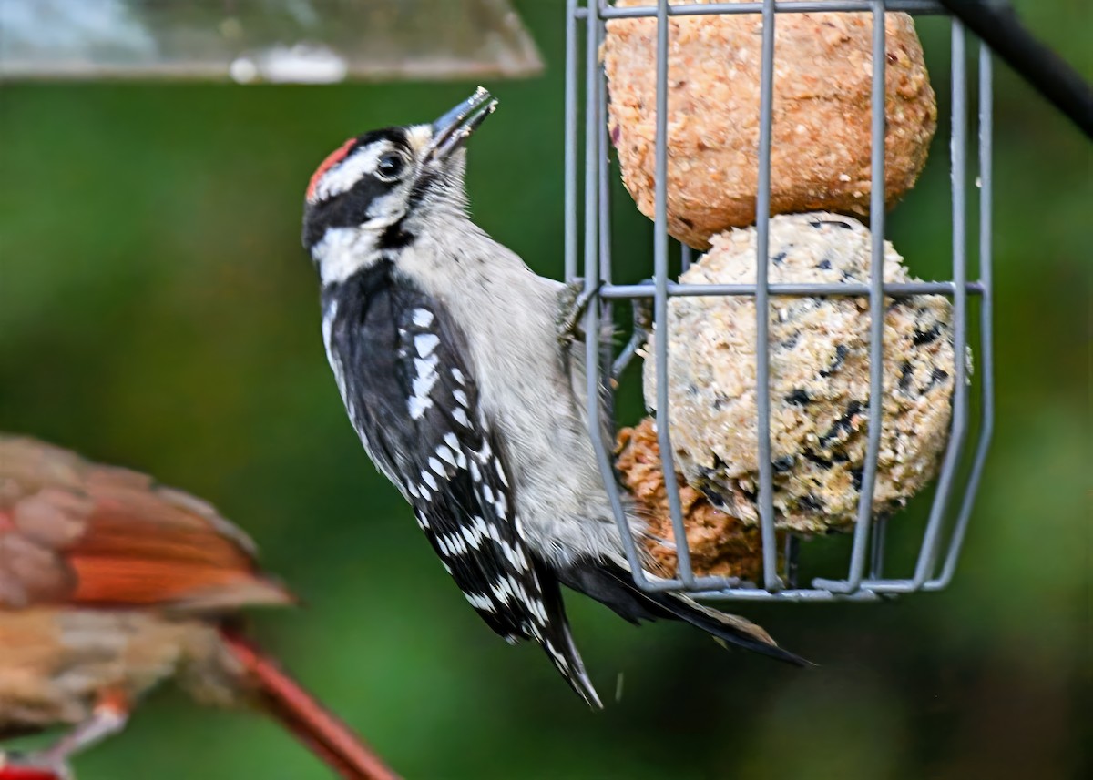 Downy Woodpecker - ML638482761