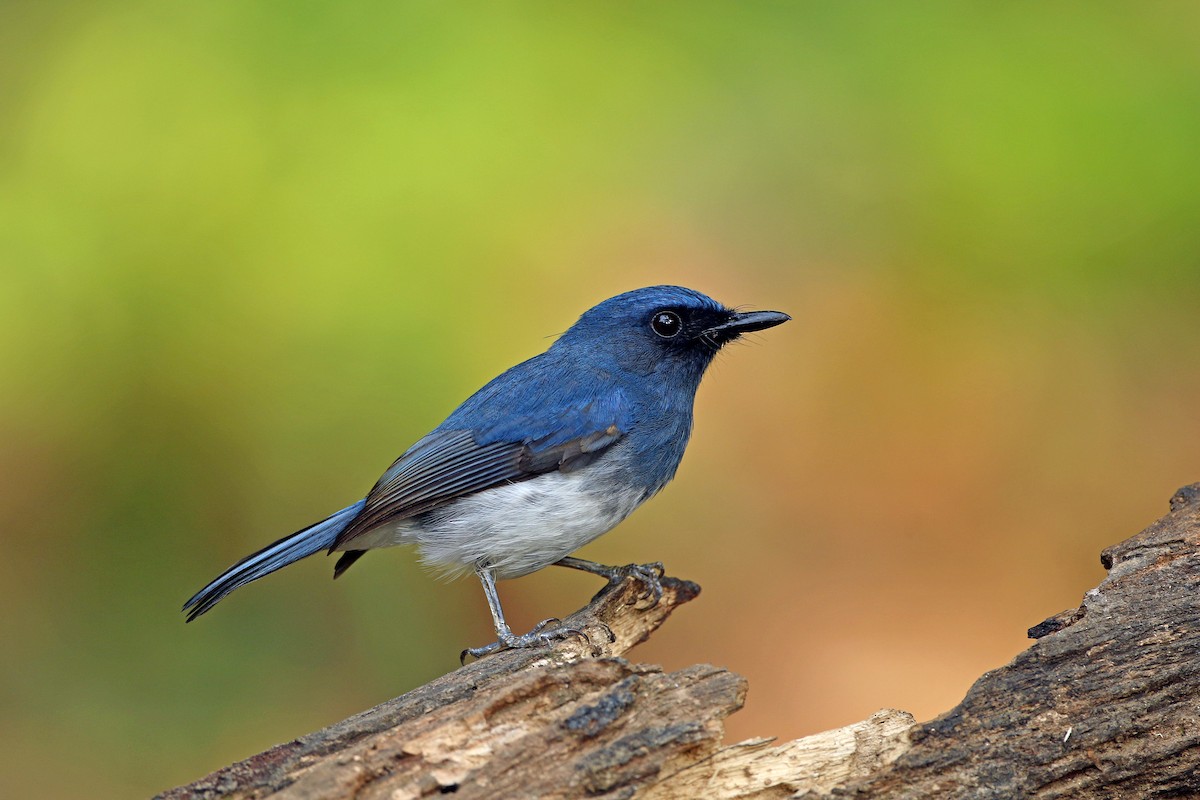 White-bellied Blue Flycatcher - ML638482796