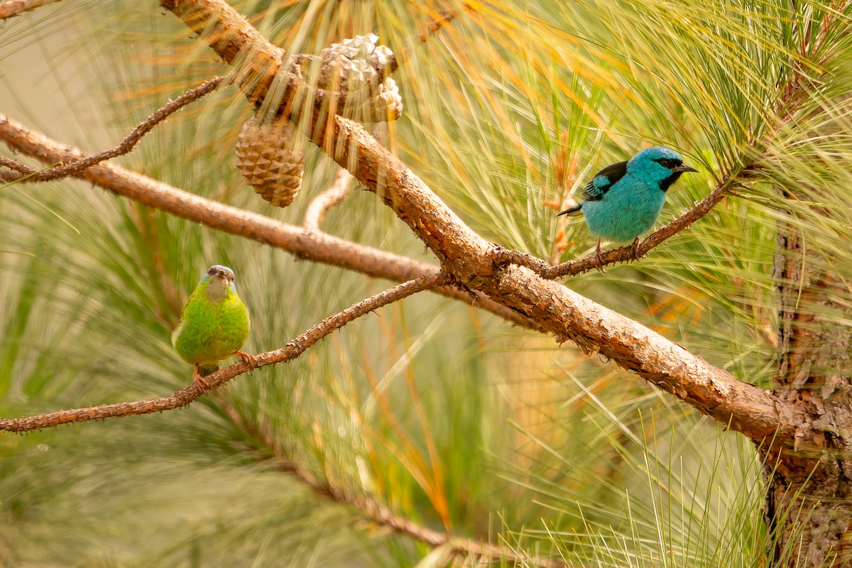 Blue Dacnis - ML638482798