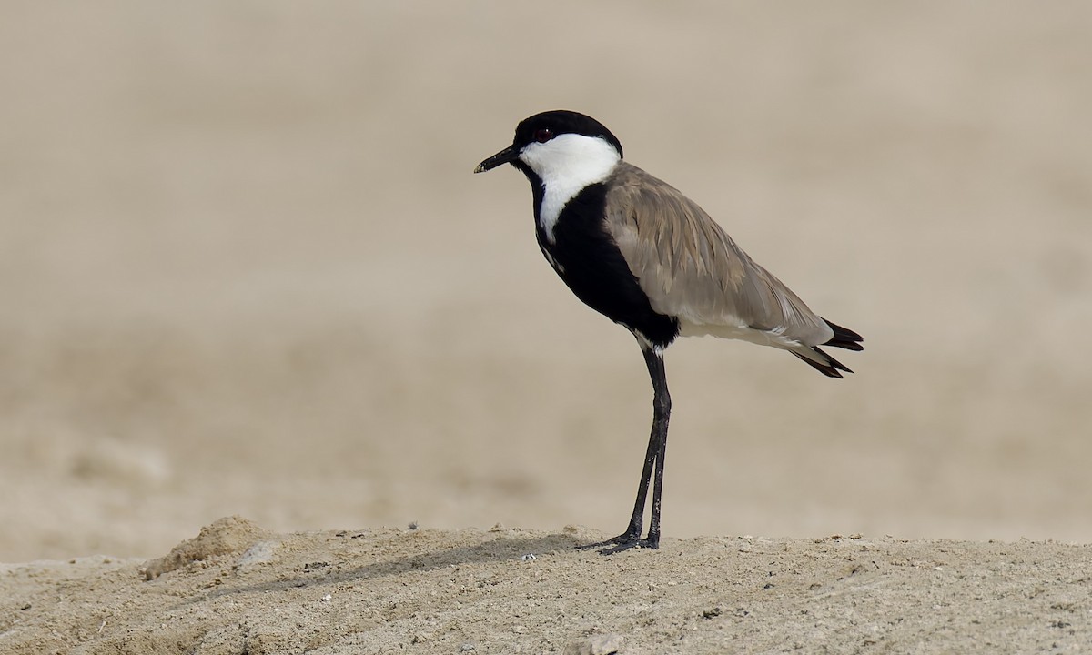 Spur-winged Lapwing - ML638482804
