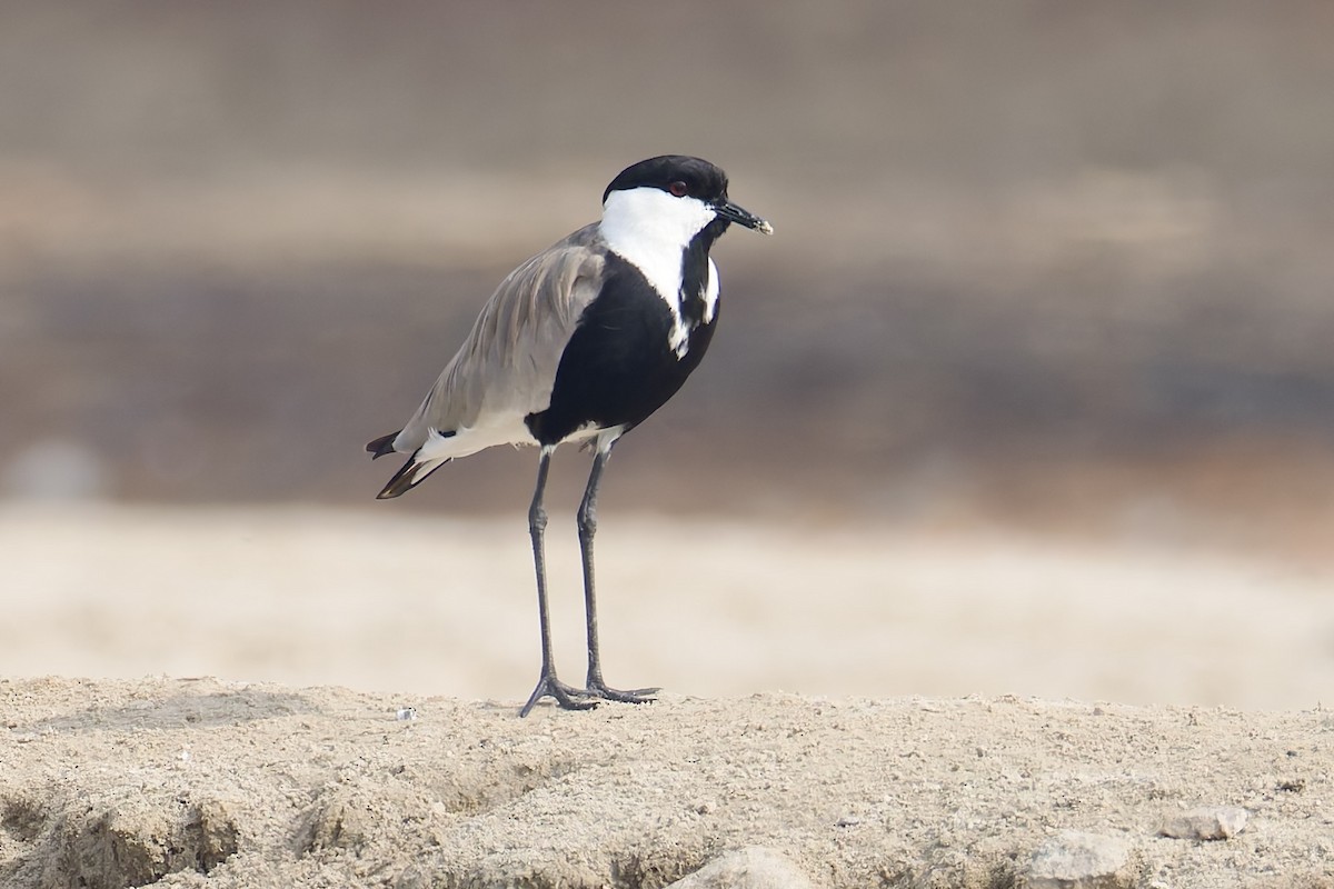 Spur-winged Lapwing - ML638482805