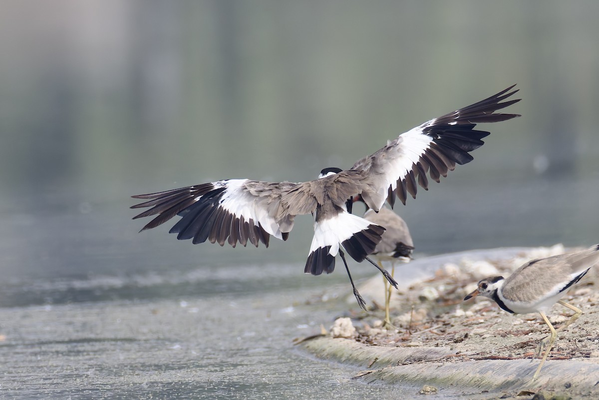 Spur-winged Lapwing - ML638482806