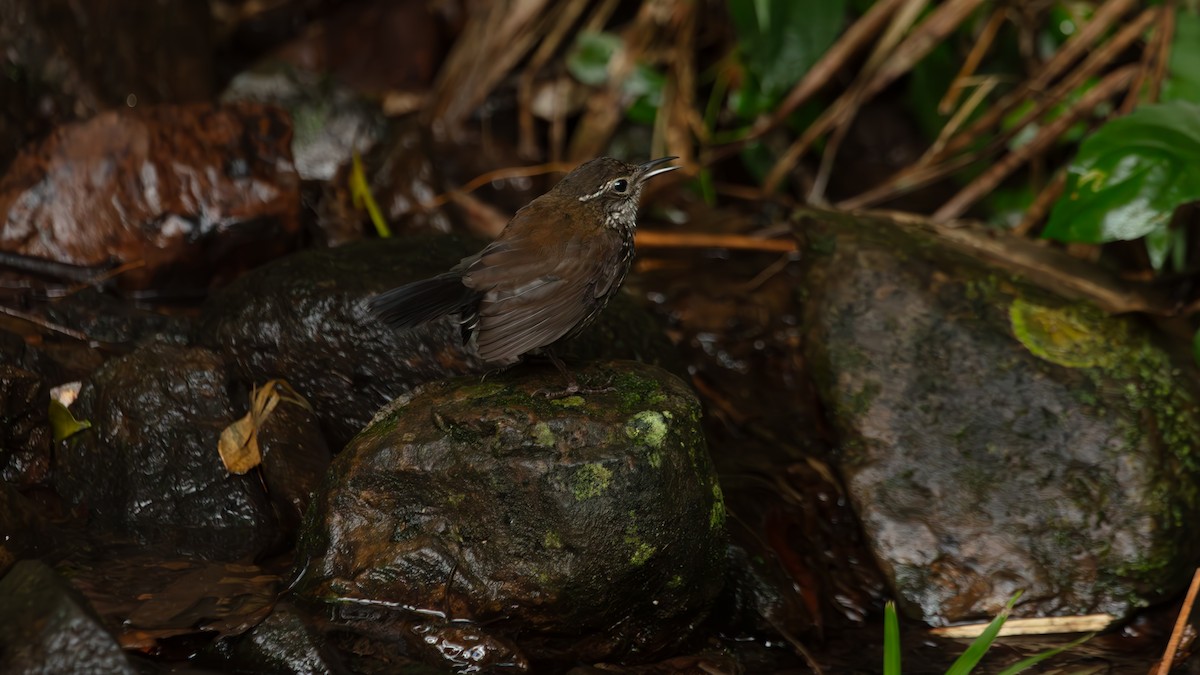 Sharp-tailed Streamcreeper - ML638482809