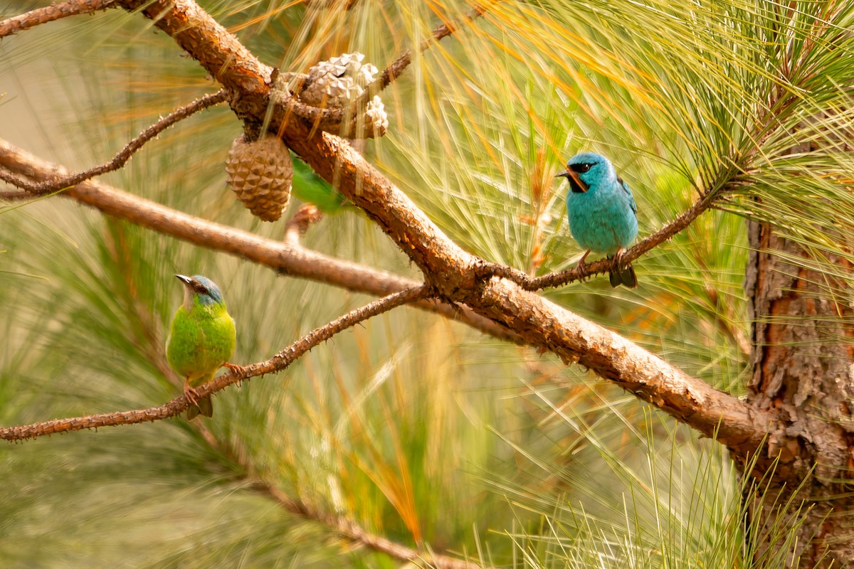 Blue Dacnis - ML638482813