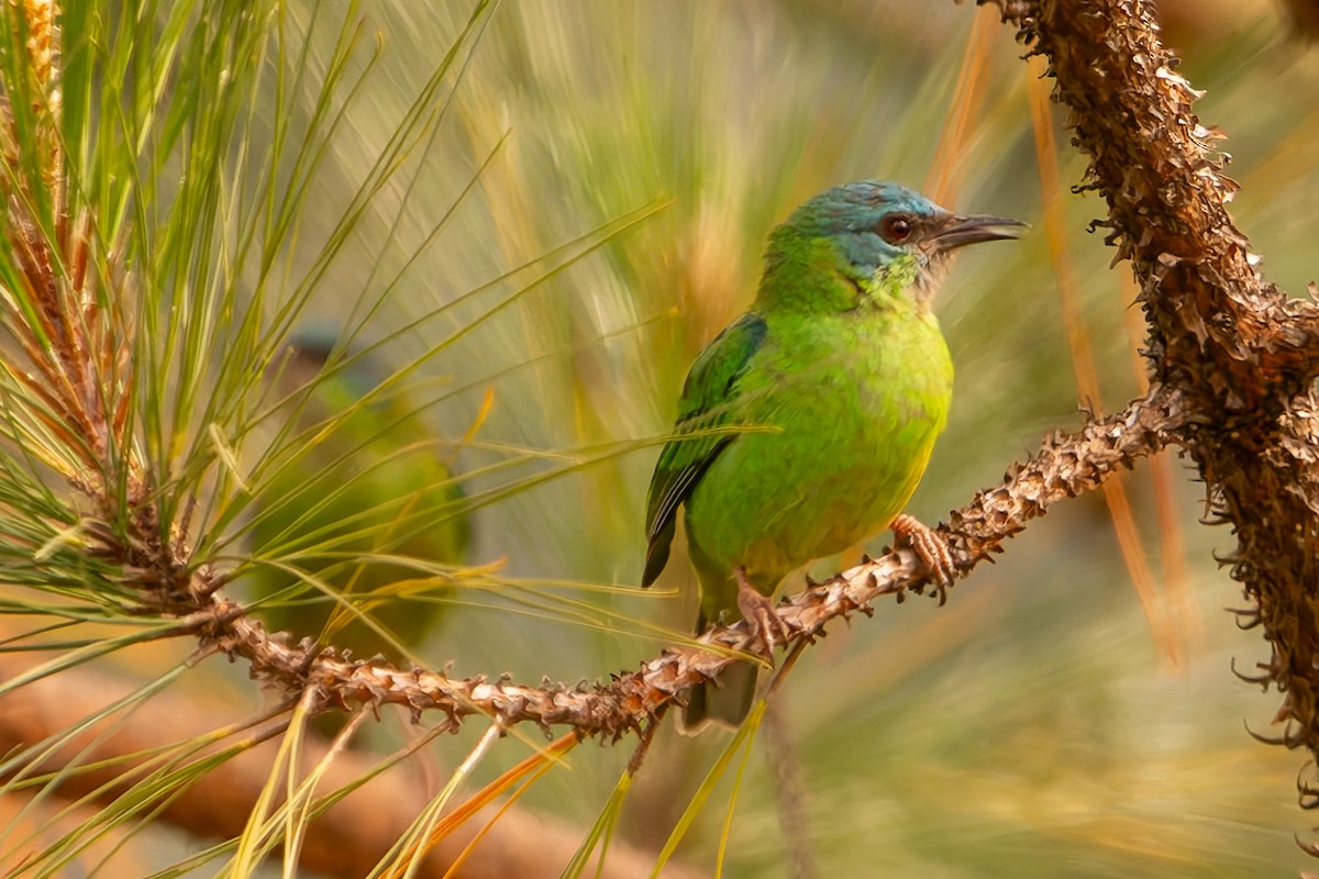 Blue Dacnis - ML638482820