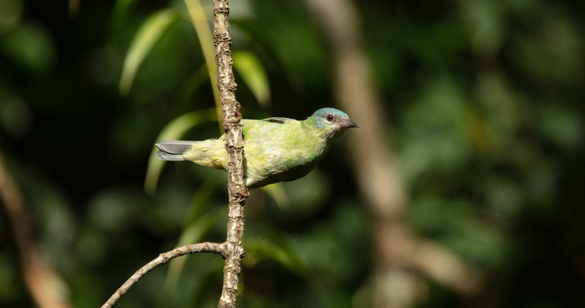 Blue Dacnis - ML638482821