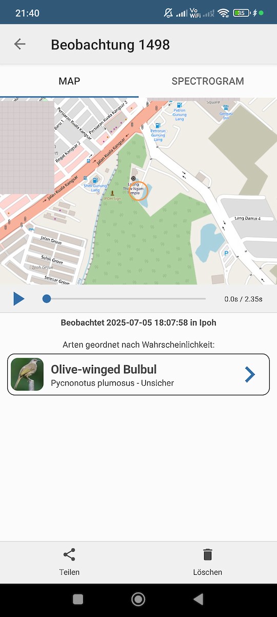 Olive-winged Bulbul - ML638482824