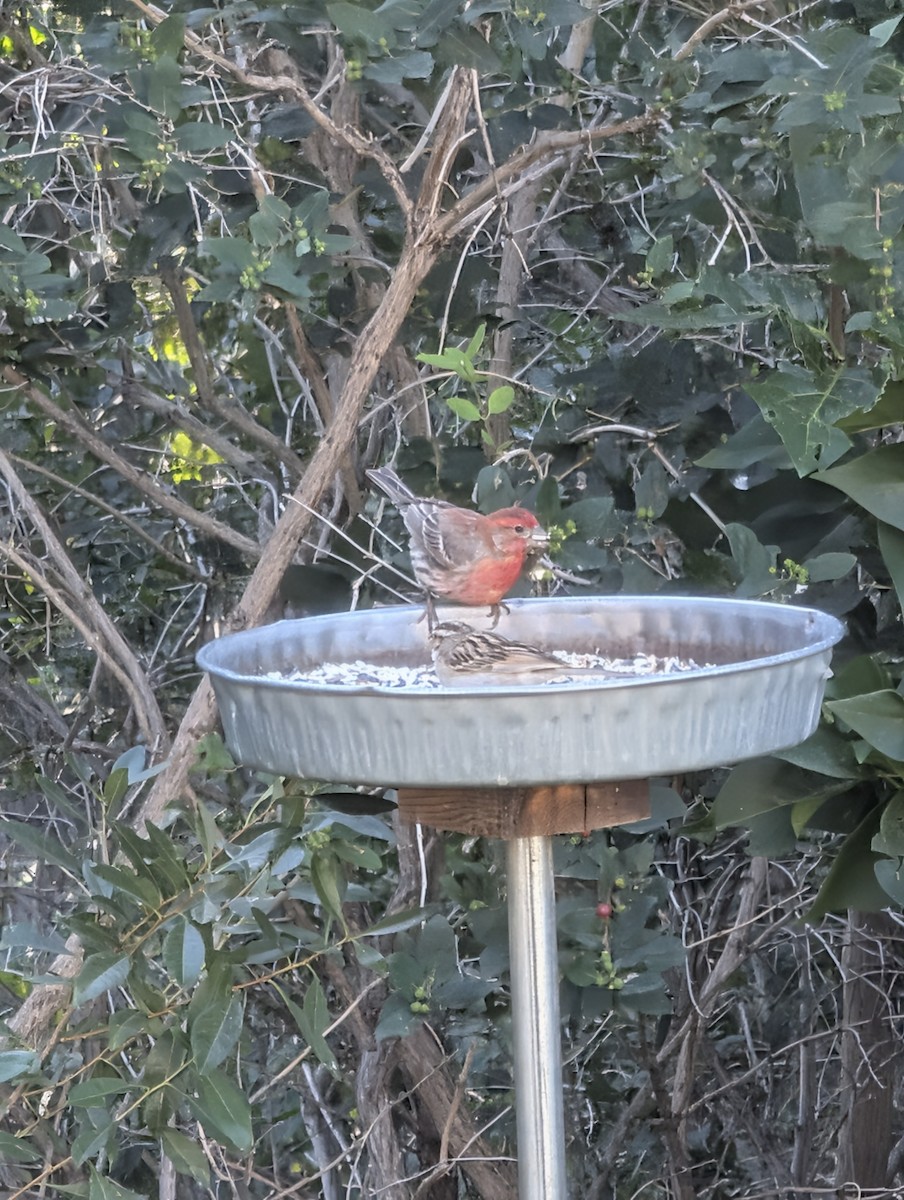 House Finch - ML638482830