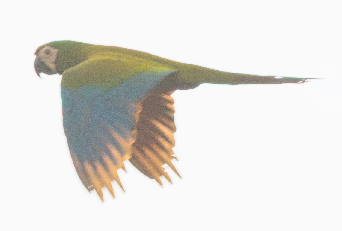 Chestnut-fronted Macaw - ML638482843