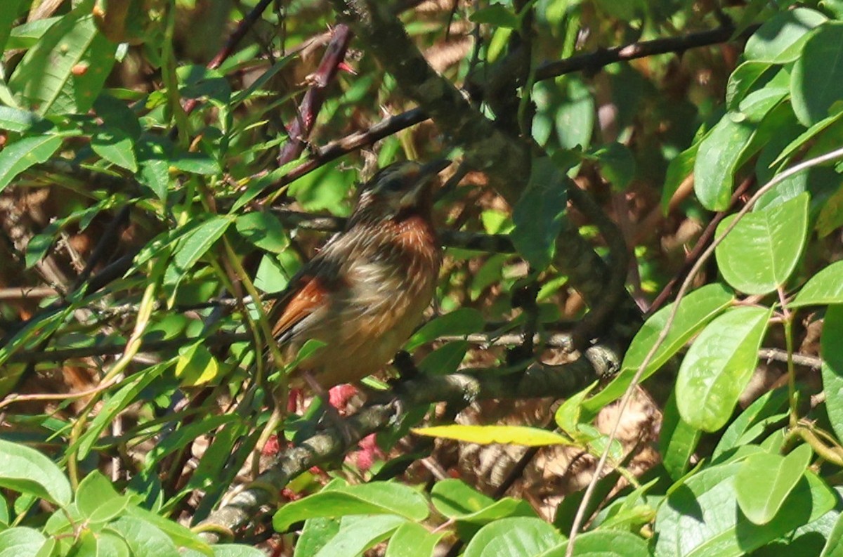 Striped Laughingthrush - ML638482853