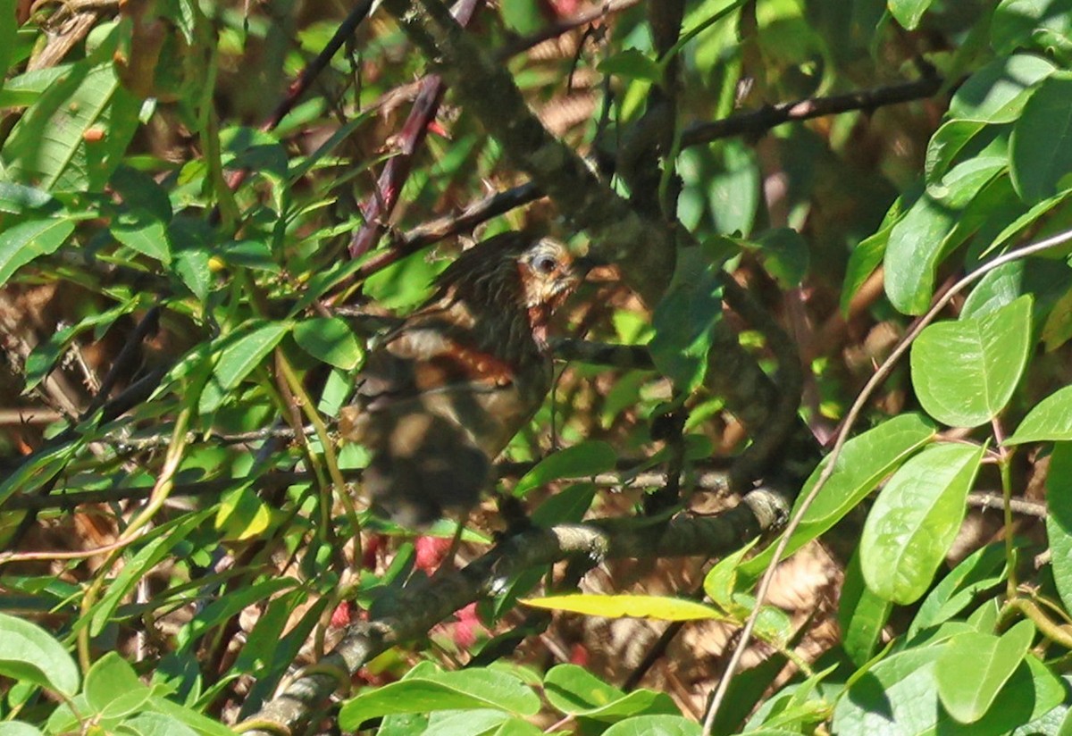 Striped Laughingthrush - ML638482854
