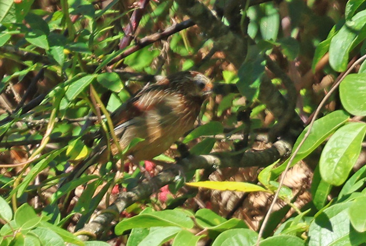 Striped Laughingthrush - ML638482855