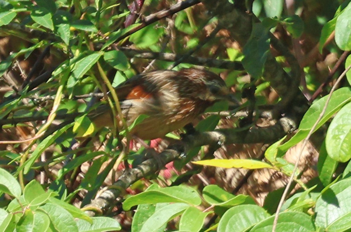 Striped Laughingthrush - ML638482856