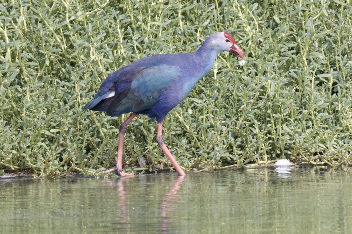 Gray-headed Swamphen - ML638482863