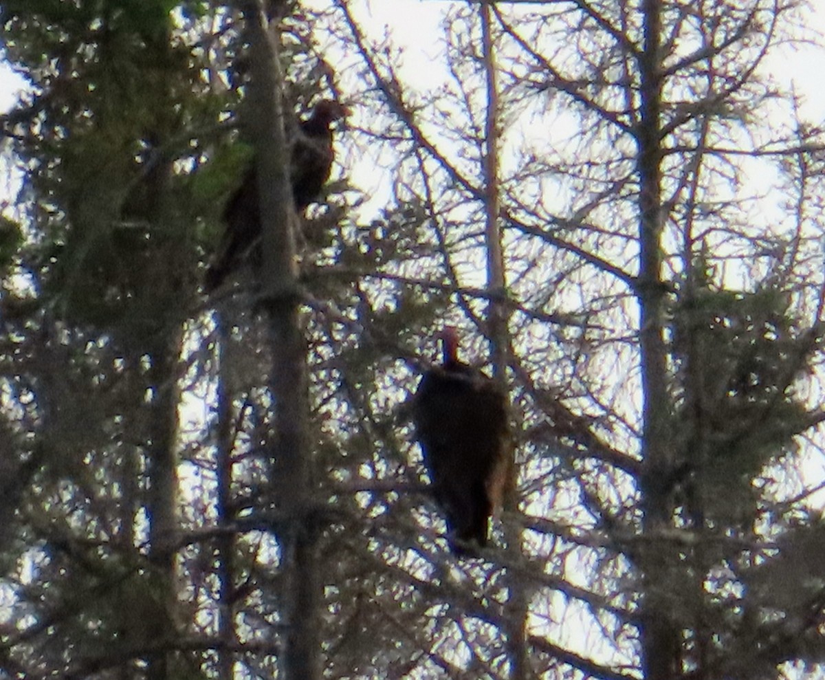 Turkey Vulture - ML638482866