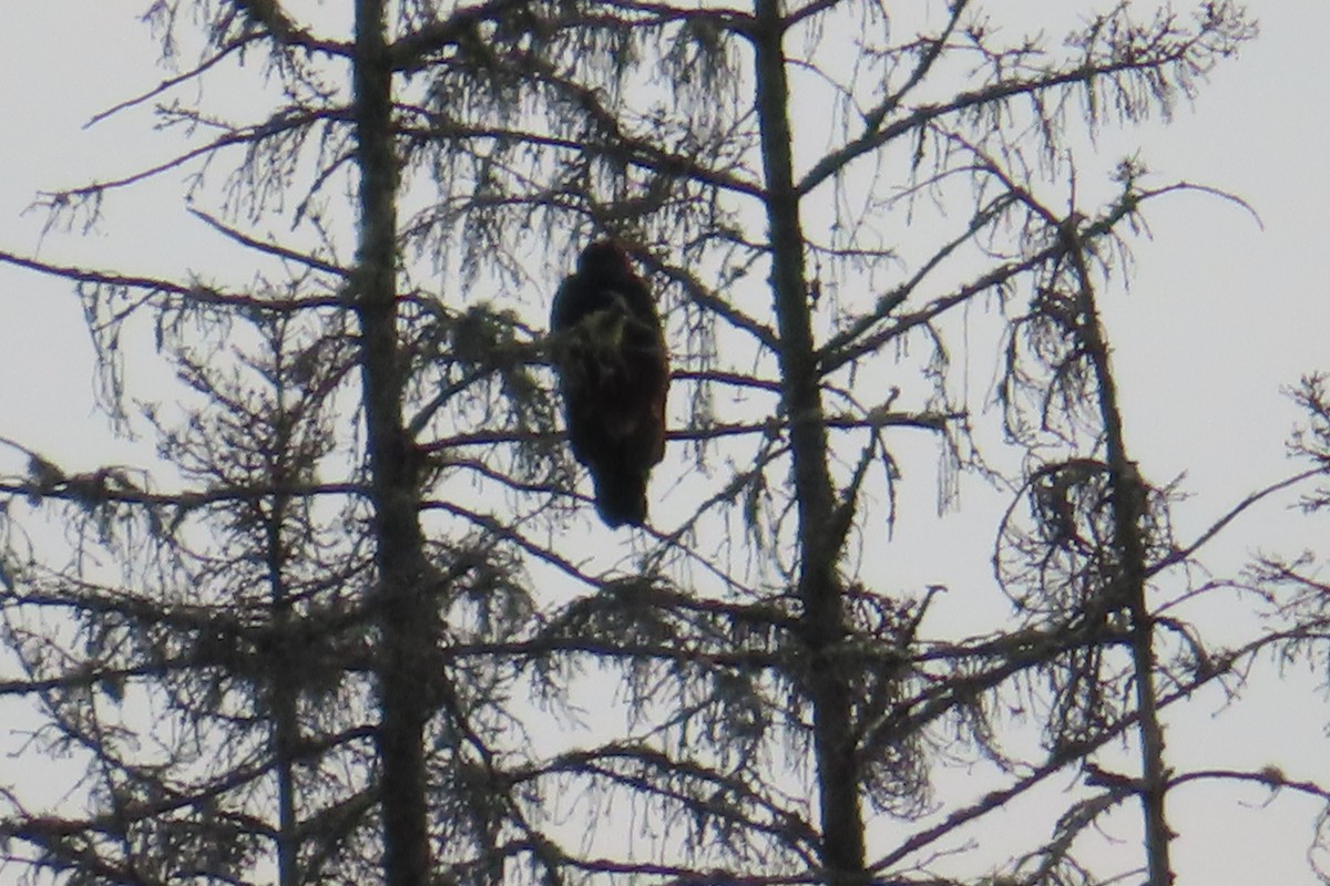 Turkey Vulture - ML638482867