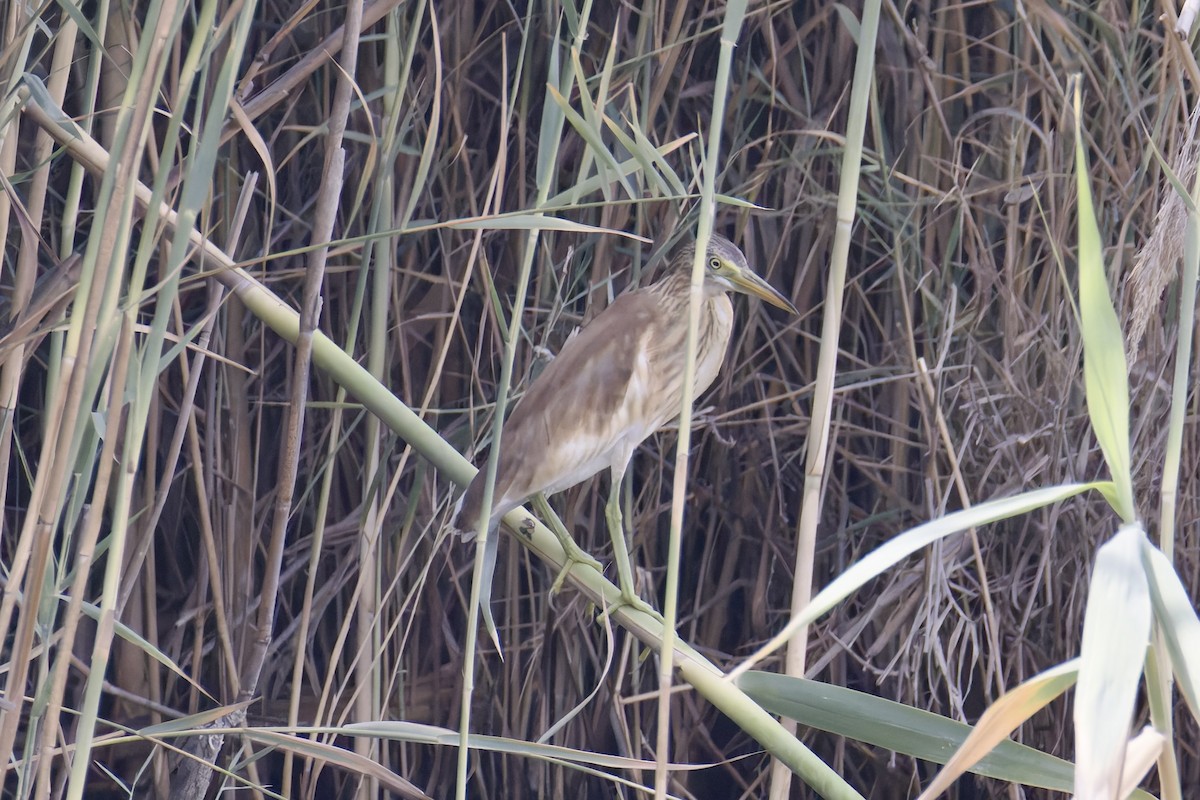 Squacco Heron - ML638482878