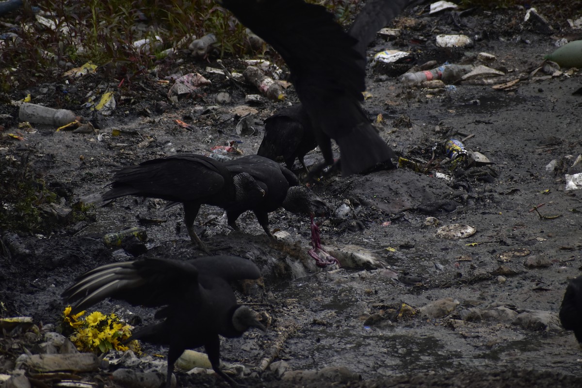Black Vulture - ML638482880