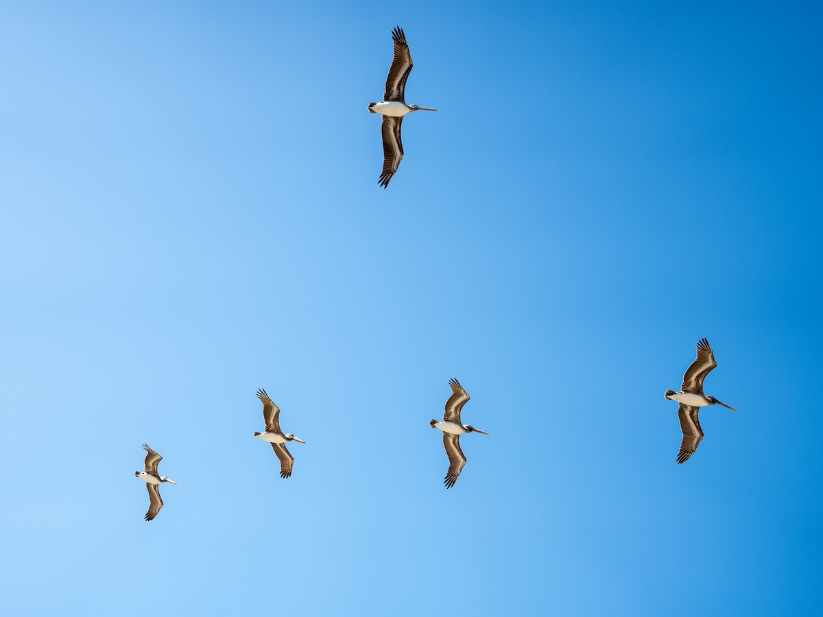 Brown Pelican - ML638482883