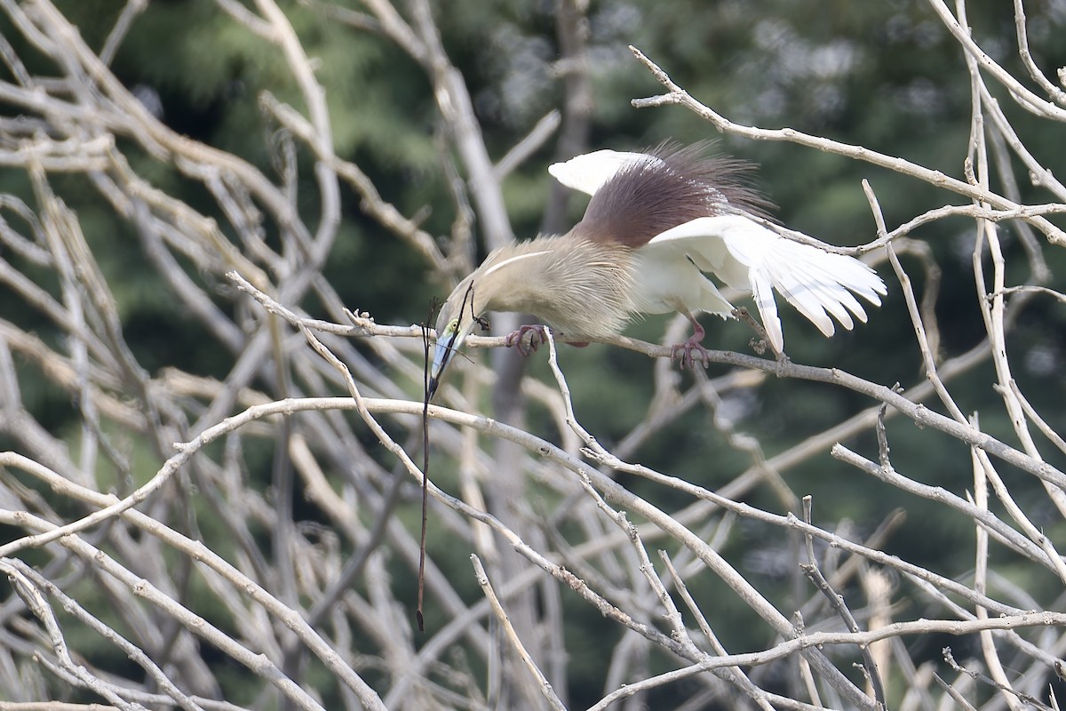 Indian Pond-Heron - ML638482885