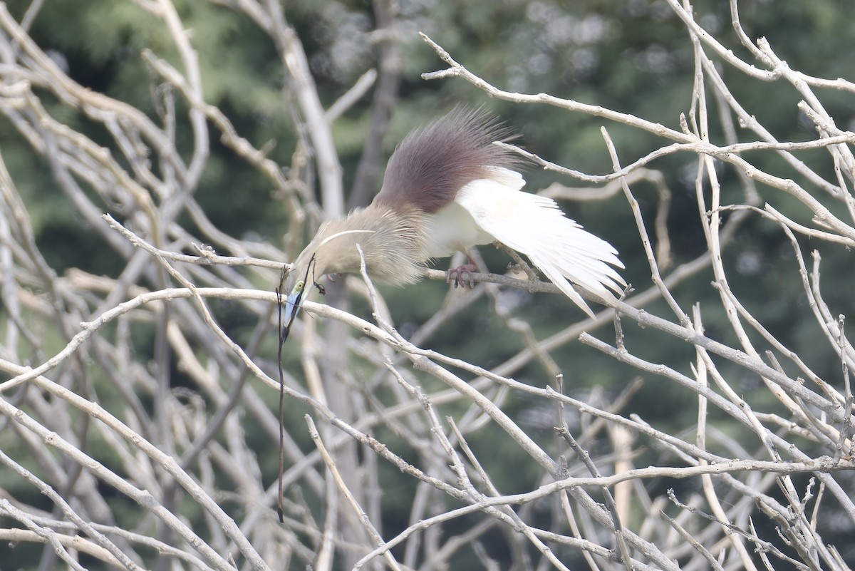 Indian Pond-Heron - ML638482886
