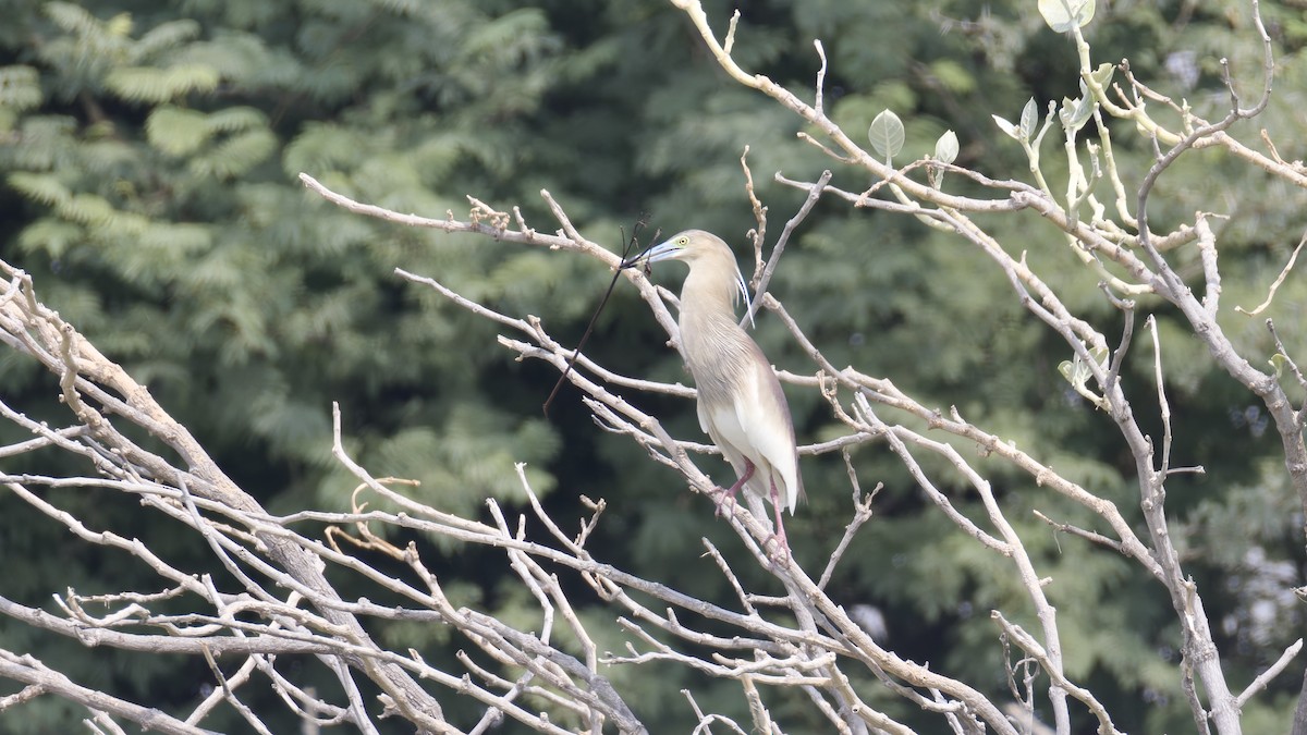 Indian Pond-Heron - ML638482887